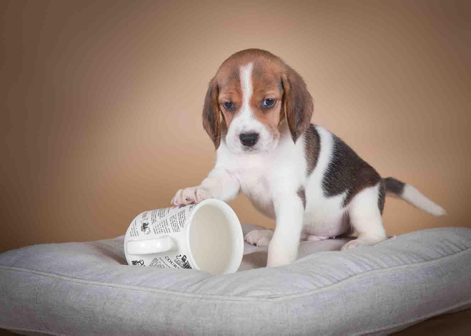 Dogs cup. Дом чашка уют Бигль девушка. Чаю чаю собака. Cup Dog.