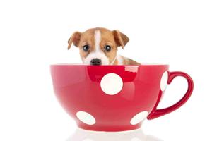 برنامه‌نما Tea Cup Dog عکس از صفحه