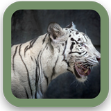 Tiger Background آئیکن