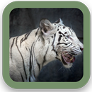 Tiger Background APK