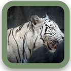 Tiger Background ícone