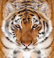 Tiger Background скриншот 3