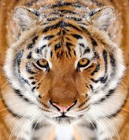 Tiger Background Ekran Görüntüsü 3