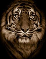 Tiger Background پوسٹر