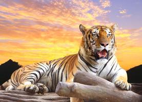 Tiger Background imagem de tela 1