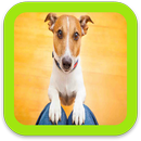 Wallpaper Dog Pictures APK