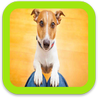 Wallpaper Dog Pictures icono