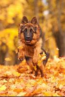 Wallpaper Dog Pictures скриншот 3