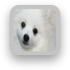 White Dog Wallpaper simgesi