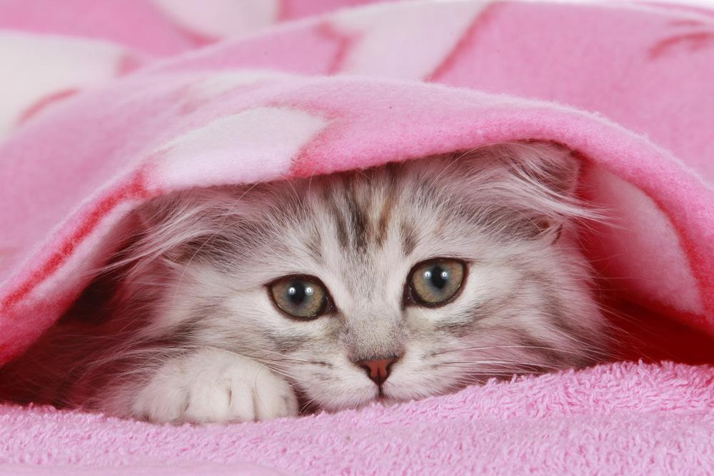 Кошка розовая глаза. Розовая полосатая кошка. Литтл Киттен. Красивые кошки и котята фото прекрасные. Фото на аву и обои для девочек-маленьких Коти.