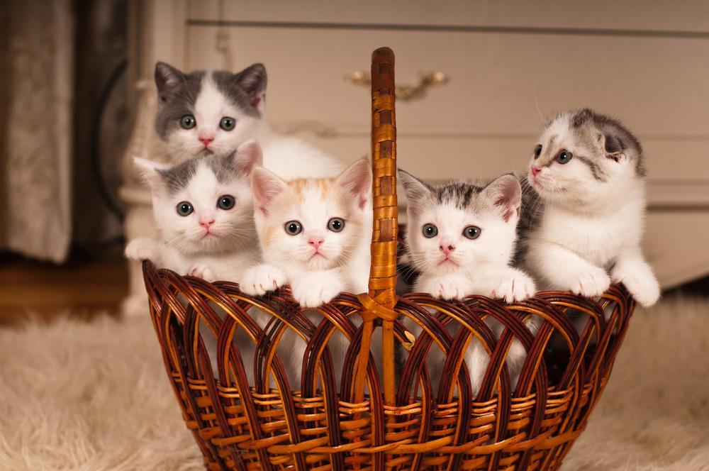 У маши живут 5 котят. Котята в корзинке. Котики маленькие в корзинке. 5 Котят в корзинке. Много милых котят.