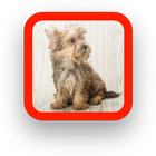Yorkie Puppy Wallpaper أيقونة