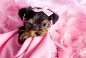 Yorkie Puppy Wallpaper الملصق