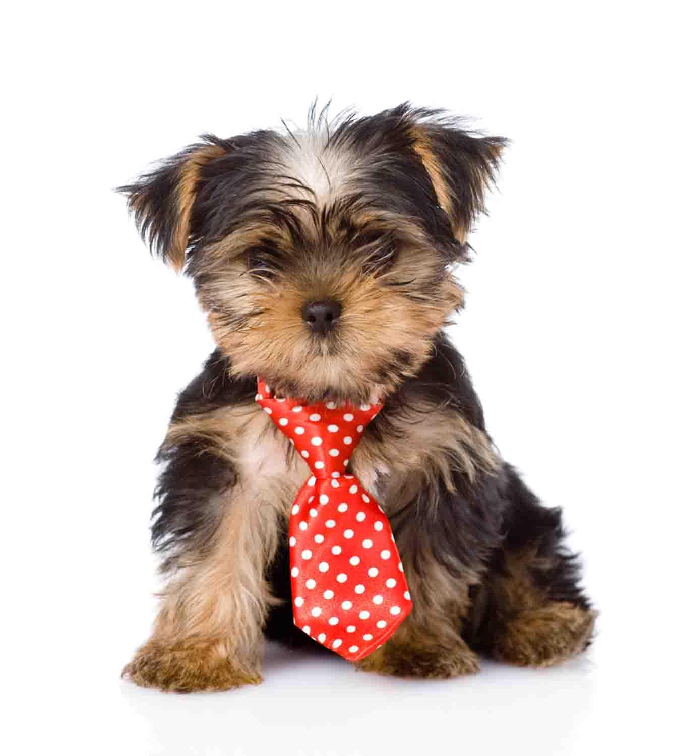 Yorkie Puppy Wallpaper for Android - APK Download