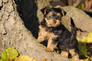 Yorkie Puppy Wallpaper تصوير الشاشة 1