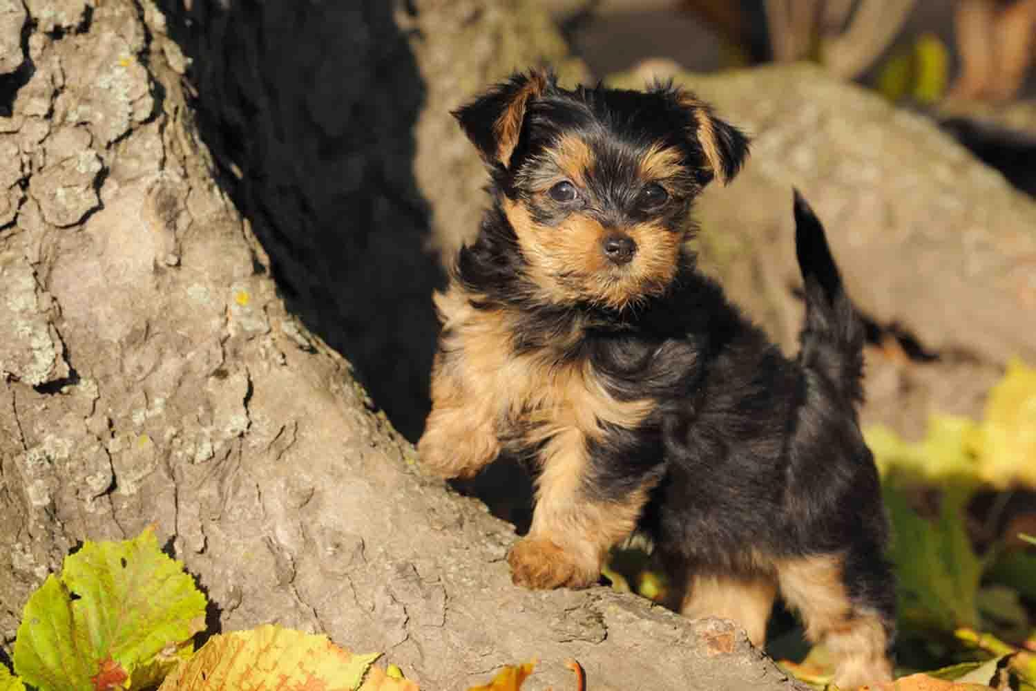 Yorkie Puppy Wallpaper for Android - APK Download