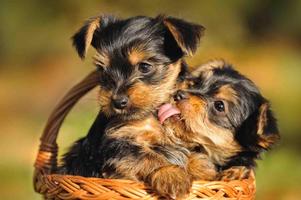 Yorkie Puppy Wallpaper تصوير الشاشة 2