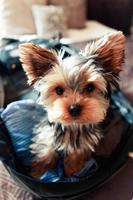 Yorkie Puppy Wallpaper تصوير الشاشة 3