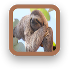 Animal Wallpaper App icône