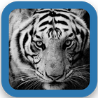 Awesome Tiger Wallpapers Zeichen