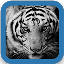 Awesome Tiger Wallpapers APK