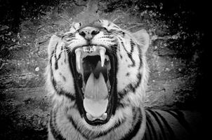 Awesome Tiger Wallpapers Screenshot 1