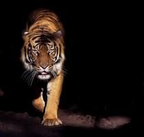 Awesome Tiger Wallpapers Screenshot 3