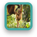 Baby Animals Wallpaper APK