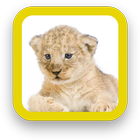 Baby Lion Wallpapers-icoon