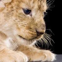 Baby Lion Wallpapers ポスター