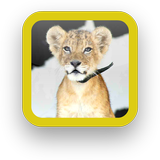 Baby Lion Wallpapers Free icon
