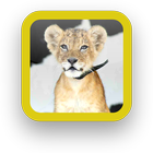 Baby Lion Wallpapers Free biểu tượng