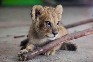 Baby Lion Wallpapers Free स्क्रीनशॉट 1