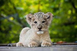 Baby Lion Wallpapers Free स्क्रीनशॉट 2