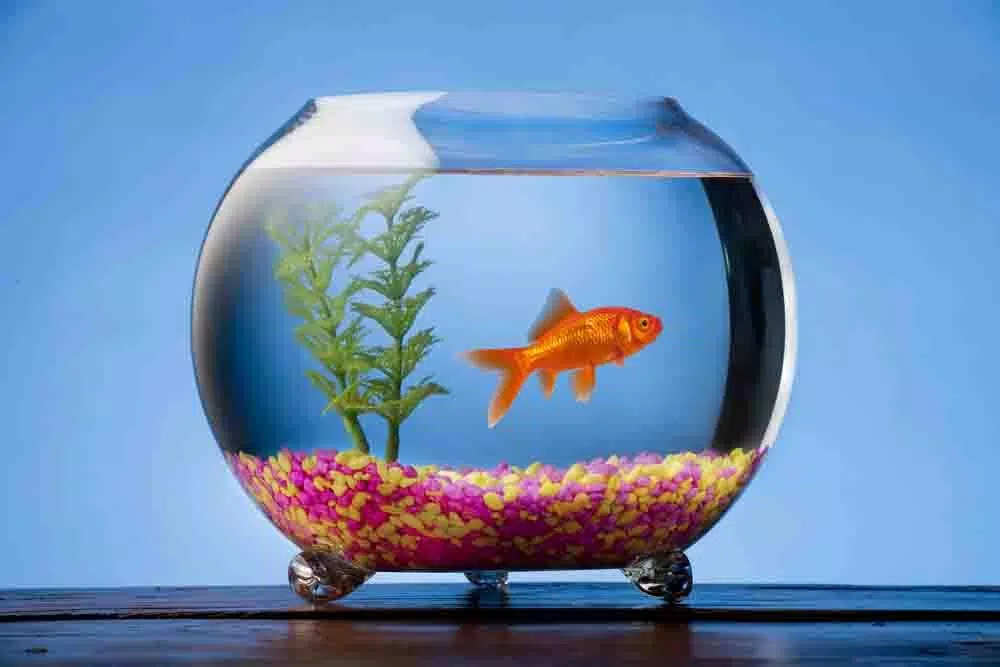 Tải xuống APK Beautiful Fish Wallpaper Free cho Android Tải xuống APK Beautiful Fish Wallpaper Free cho Android