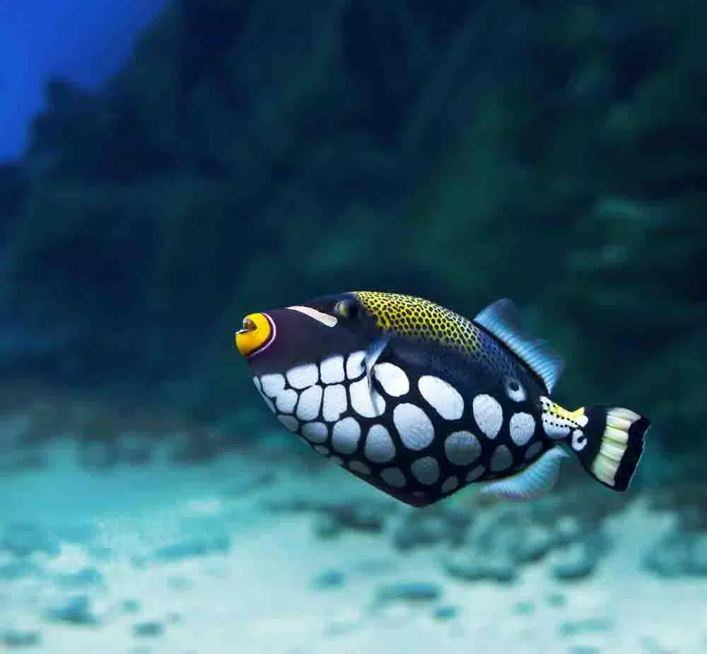 Beautiful Fish Wallpaper Free APK for Android Download Beautiful Fish Wallpaper Free APK for Android Download