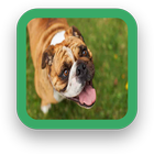 Big Dog Wallpapers icon