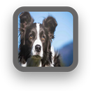 Border Collie Wallpapers-APK