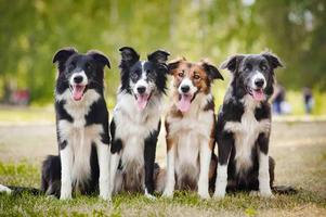 Border Collie Wallpapers Affiche