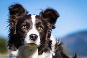 Border Collie Wallpapers स्क्रीनशॉट 1