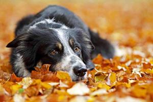 Border Collie Wallpapers 截圖 2