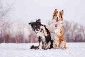 Border Collie Wallpapers capture d'écran 3