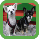 Chihuahua Puppies Wallpaper APK