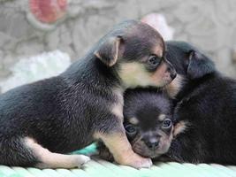 Chihuahua Puppies Wallpaper Plakat