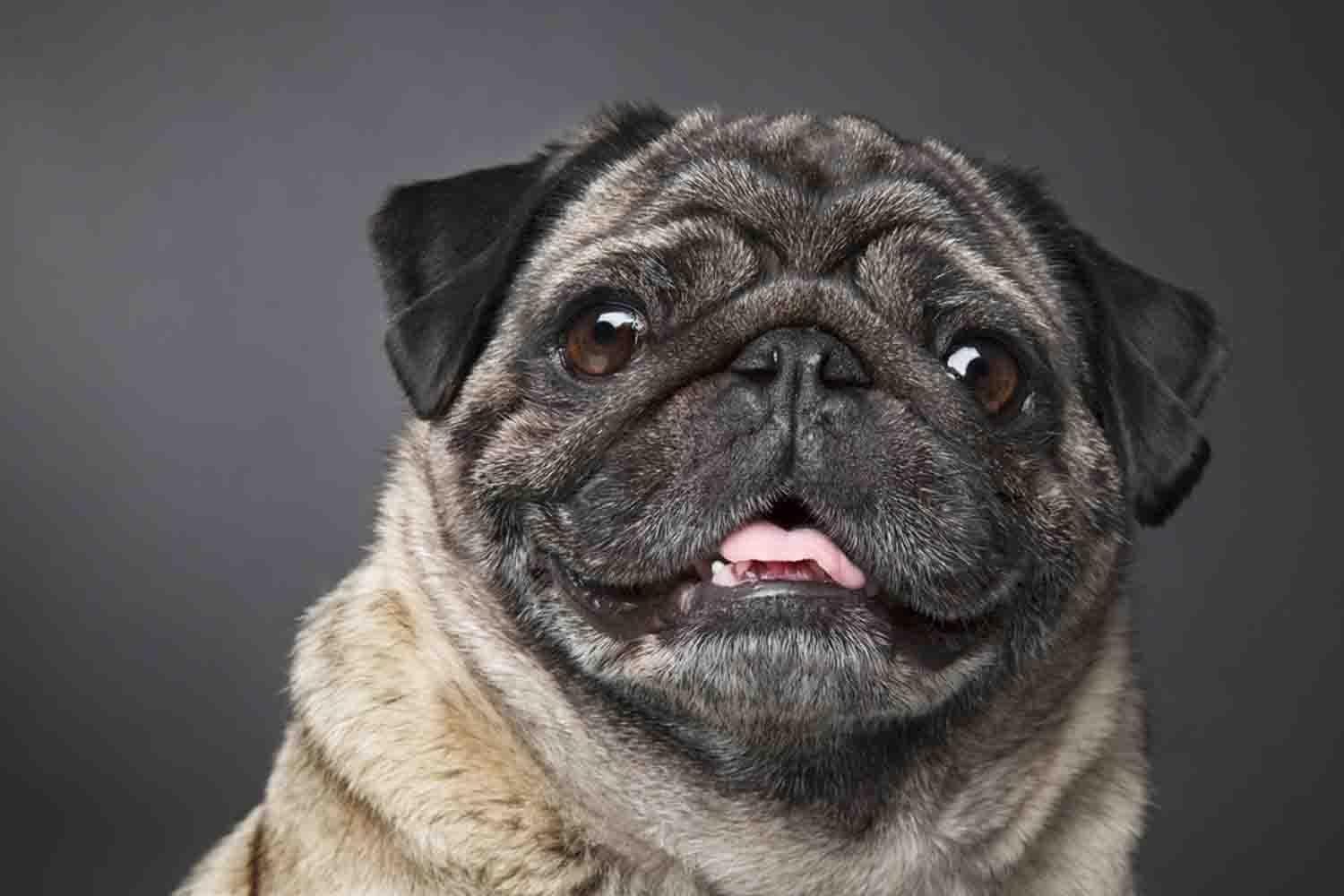 Cool Dog Wallpapers APK for Android Download Cool Dog Wallpapers APK for Android Download