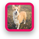 Corgi Wallpaper APK