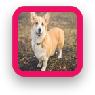 Corgi Wallpaper icon