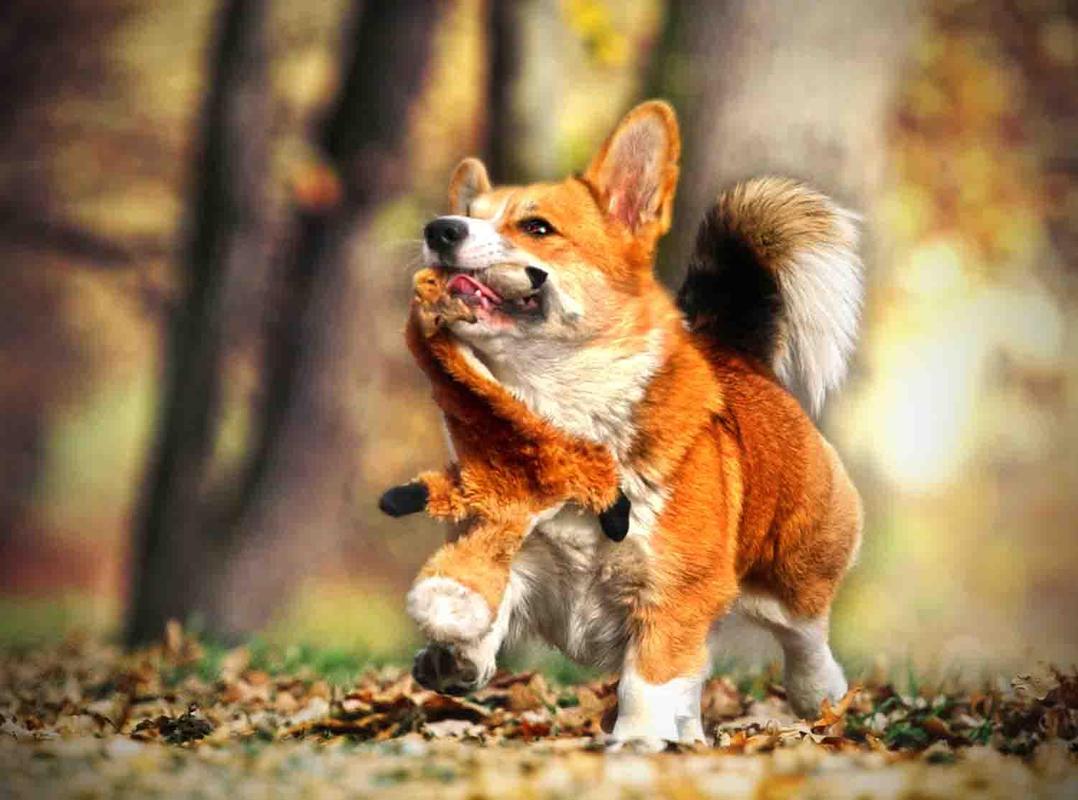 Corgi Wallpapers for Android - APK Download