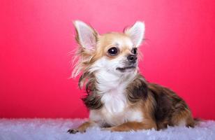 Cute Chihuahua Wallpapers স্ক্রিনশট 1