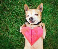 Cute Chihuahua Wallpapers স্ক্রিনশট 2